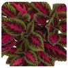 Coleus