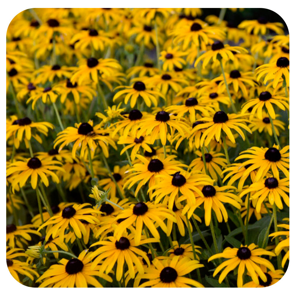 Black-Eyed Susan 'American Gold Rush' (Rudbeckia)