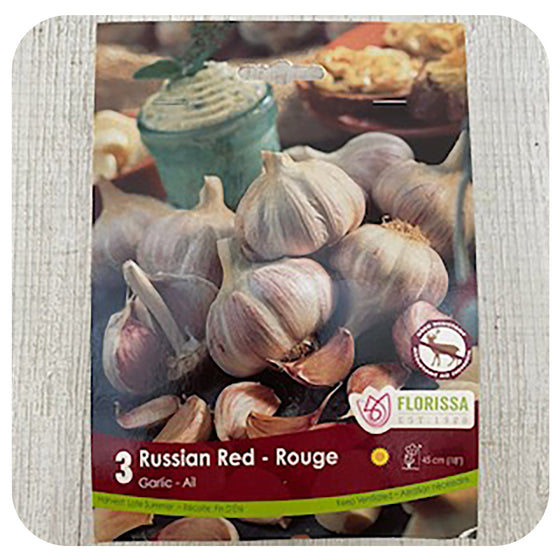 Garlic 'Russian Red'