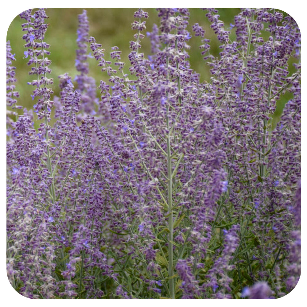 Russian Sage 'Sage Advice' (Perovskia Atriplicifolia)