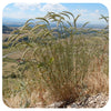 Canada Wild Rye / Elymus canadensis (NATIVE PERENNIAL)