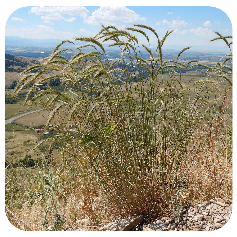 Canada Wild Rye / Elymus canadensis (NATIVE PERENNIAL) - Davenport ...