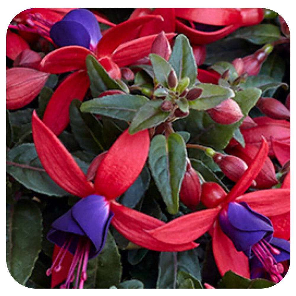 Fuchsia