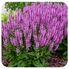 Perennial Sage 'Back to the Fuchsia' by Proven Winners
