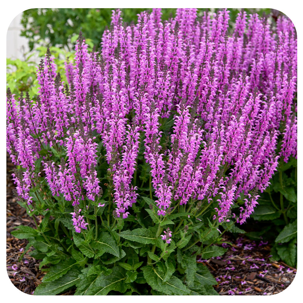 Perennial Sage 'Back to the Fuchsia' by Proven Winners
