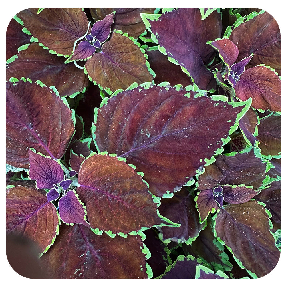 Coleus