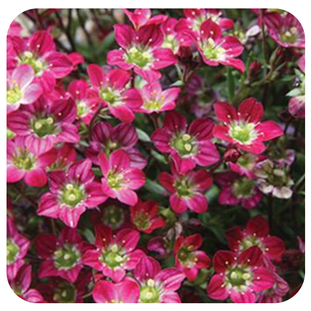 Saxifraga arendsii Marto Red