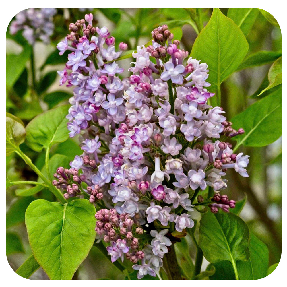 Lilac 'Scentara Double Blue' (Syringa)