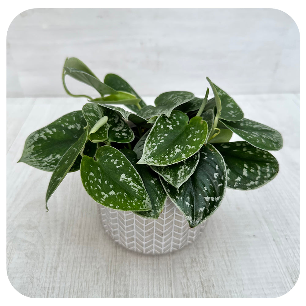 Scindapsus Silver Satin