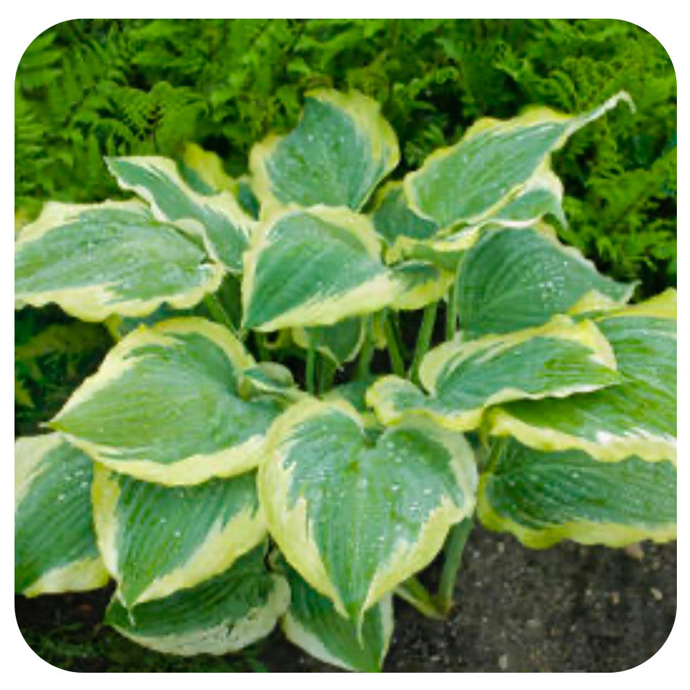 Hosta Shadowland 'Seducer' (Proven Winners)