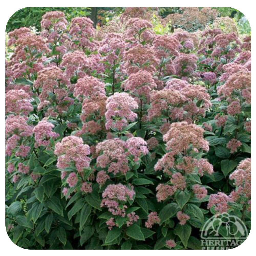 Stonecrop ‘Autumn Joy’ (Sedum spectabile ‘Autumn Joy’)