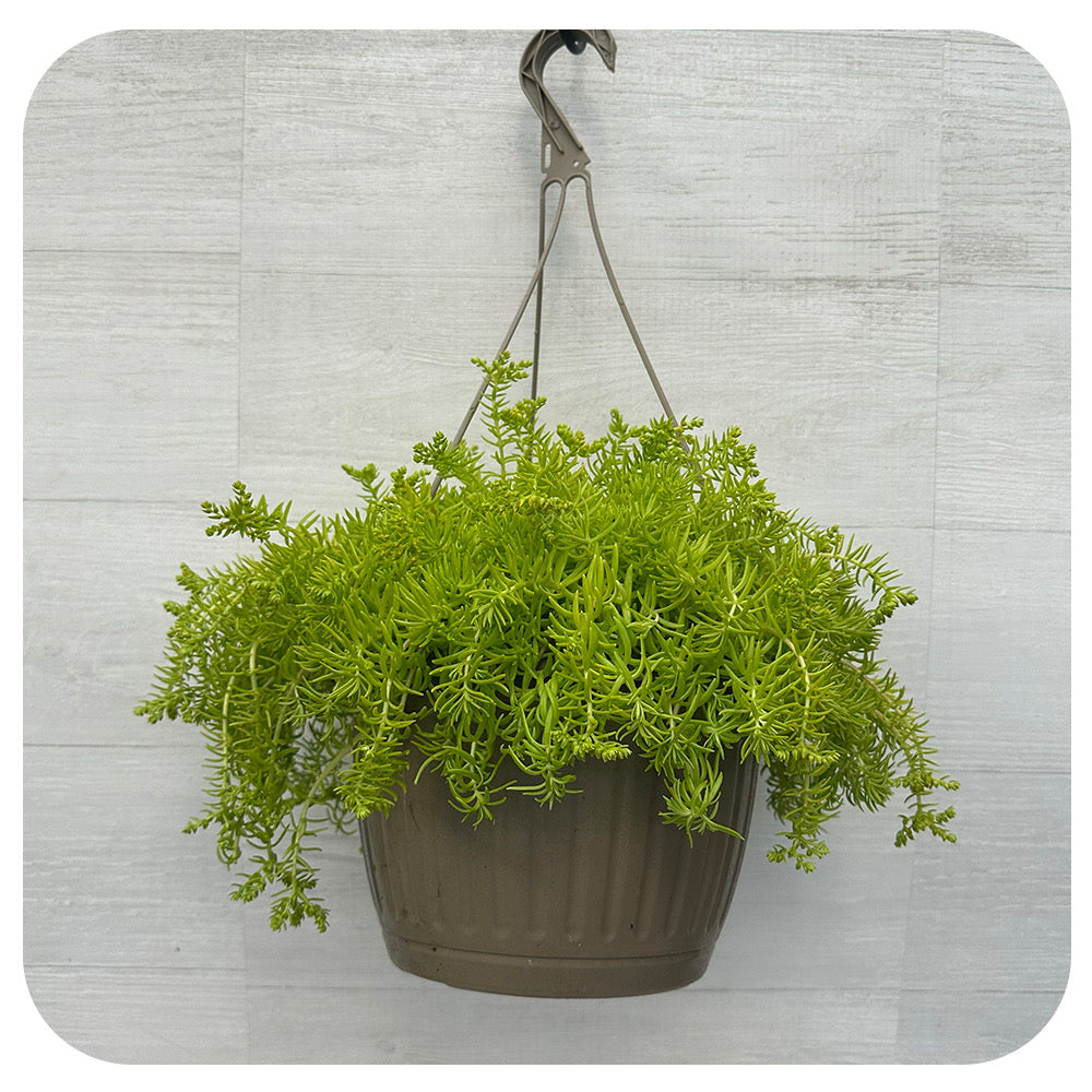 Sedum Coral Lime