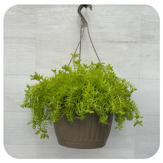 Sedum Coral Lime
