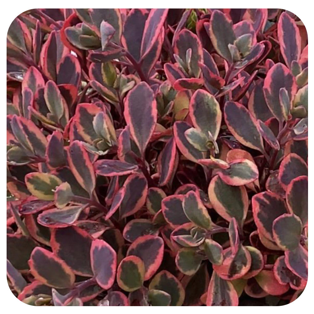 Sedum SUNSPARKLER ‘Wildfire’
