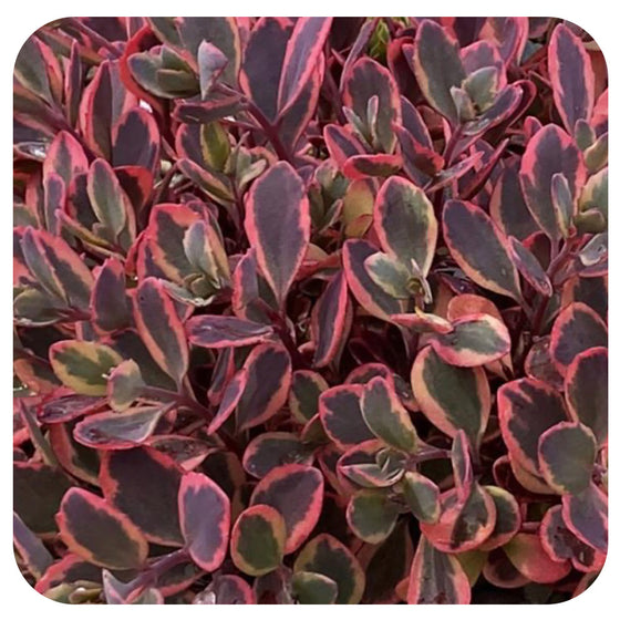 Sedum SUNSPARKLER ‘Wildfire’