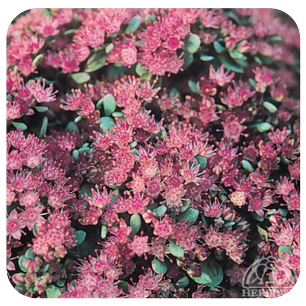 Sedum cauticola lidakense - Davenport Garden Centre