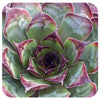 Hens and Chicks  'Dynamo' (Sempervivum)