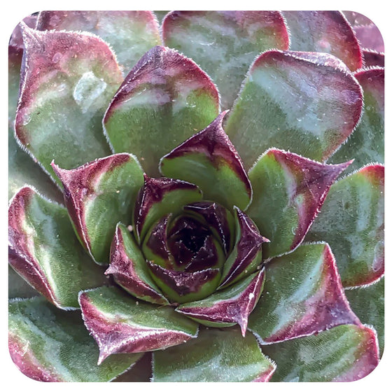 Hens and Chicks  'Dynamo' (Sempervivum)