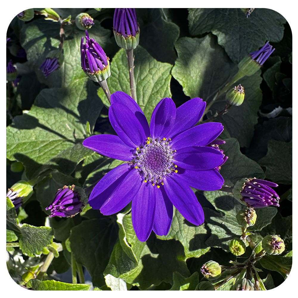 Senetti (Pericallis)
