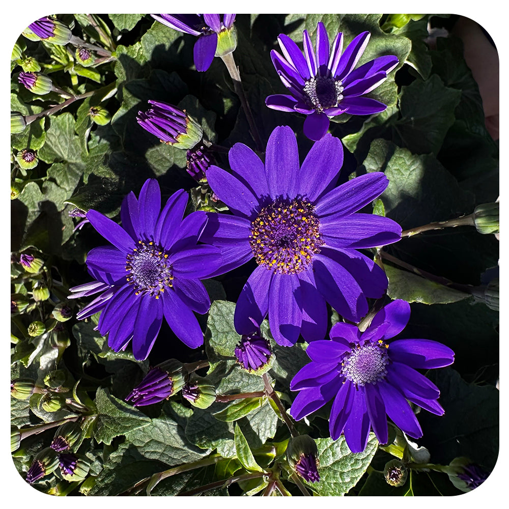 Senetti (Pericallis)
