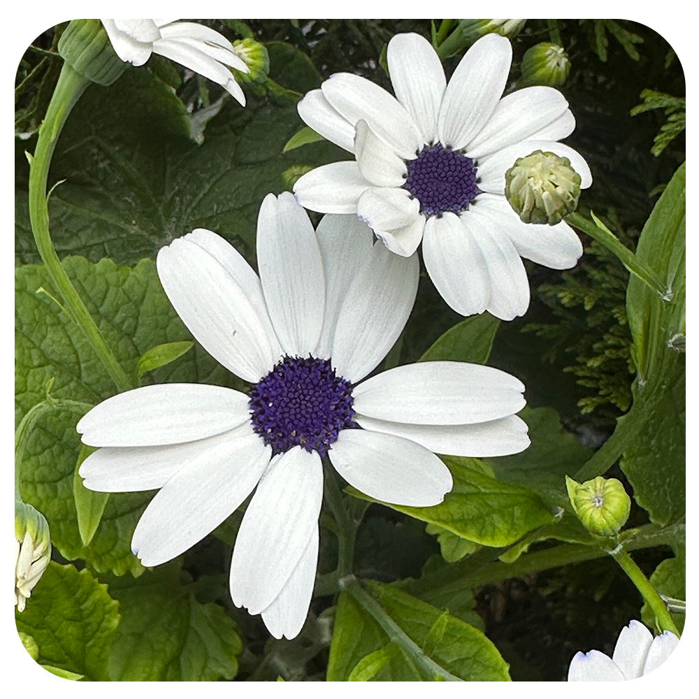 Senetti (Pericallis)