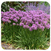 Allium 'Serendipity' by Proven Winners