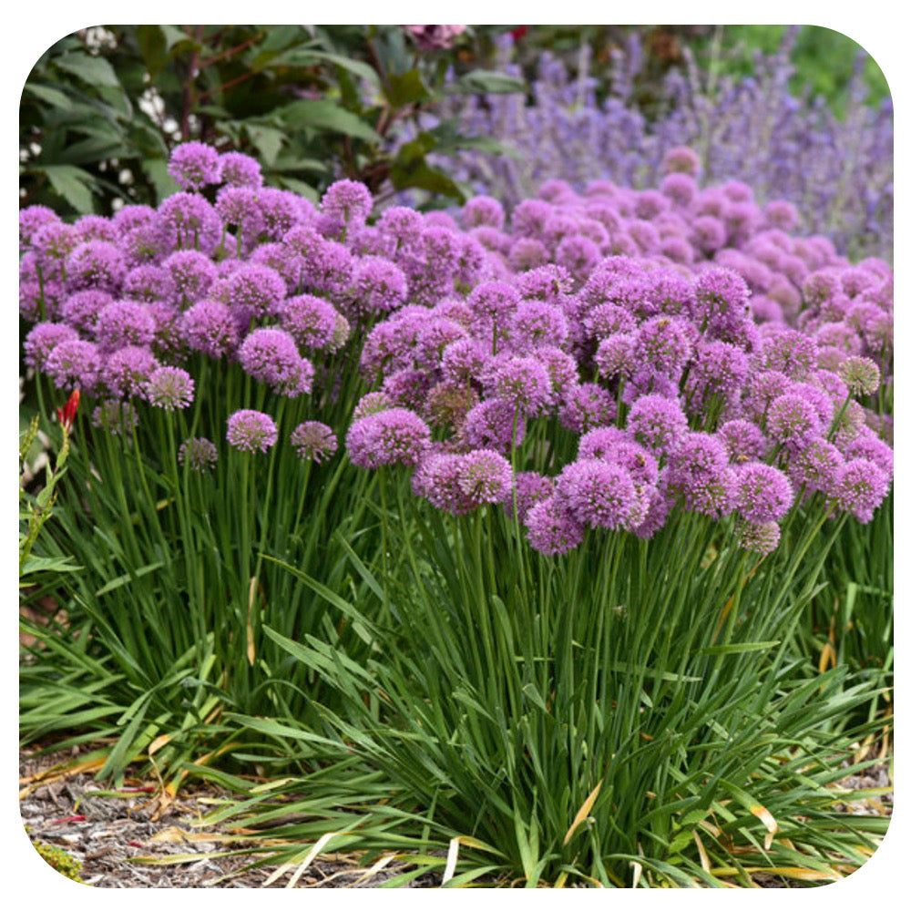 Allium 'Serendipity' by Proven Winners