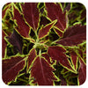 Coleus