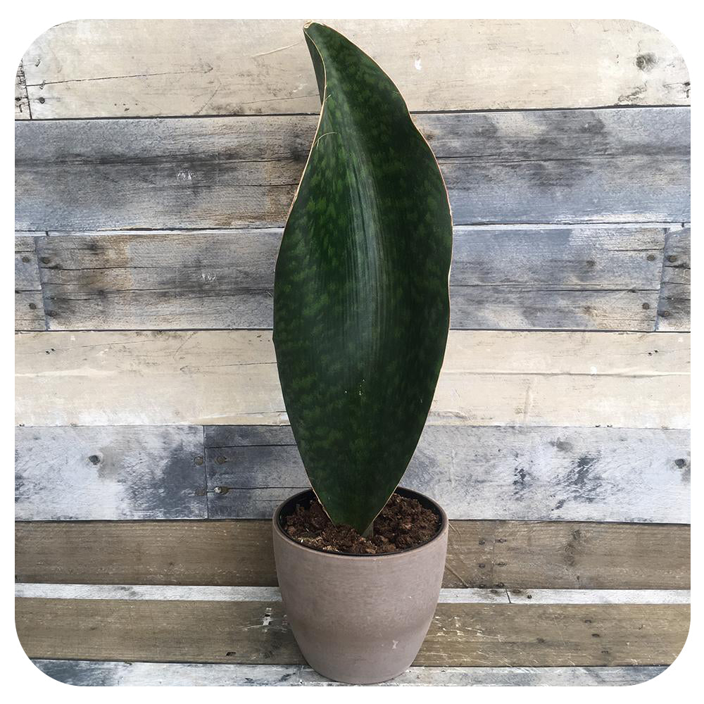 shark fin snake plant Snake Plant 'Shark Fin'