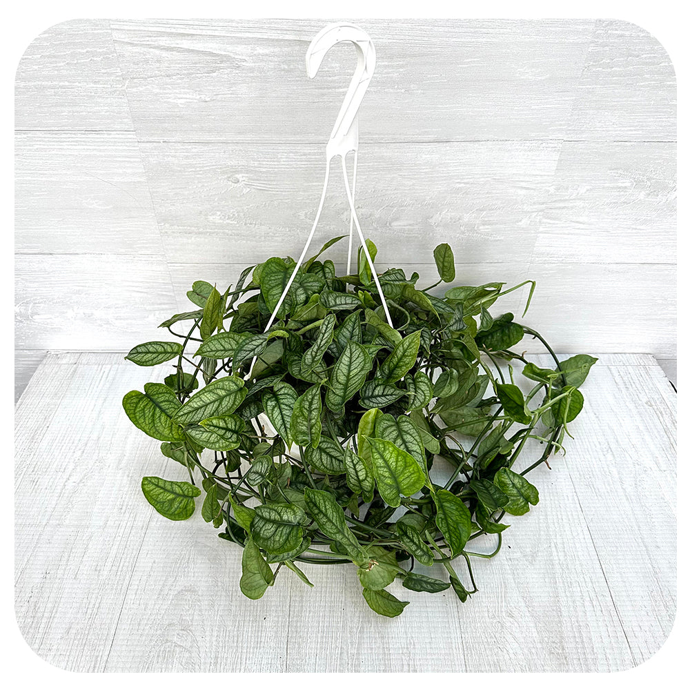 philodendron siltepecana Philodendron Siltepecana Hanging Basket