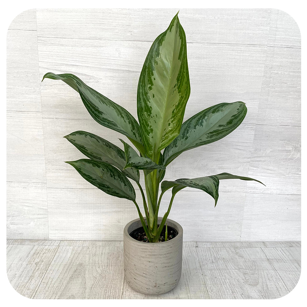 Aglaonema 'Silver Bay'