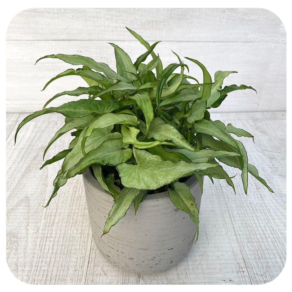 Nephthytis Butterfly