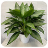 Aglaonema 'Silverado'