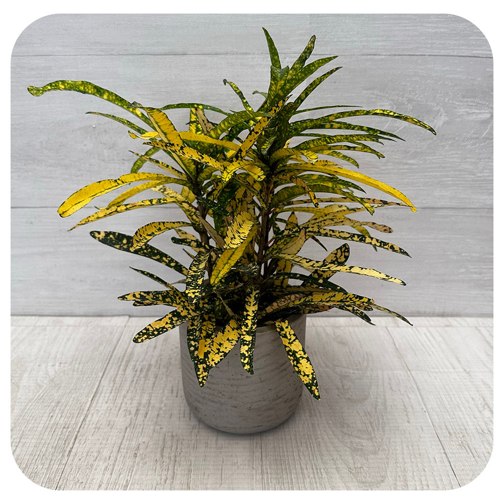 Croton 'Sloppy Painter'