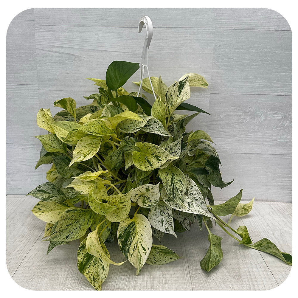 snow queen pothos hanging Pothos 'Snow Queen' Hanging Basket