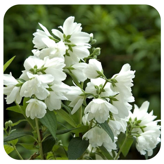 Mock Orange (philadelphus virginalis) 'Snowbelle'