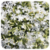 Phlox subulata "Snowflake"