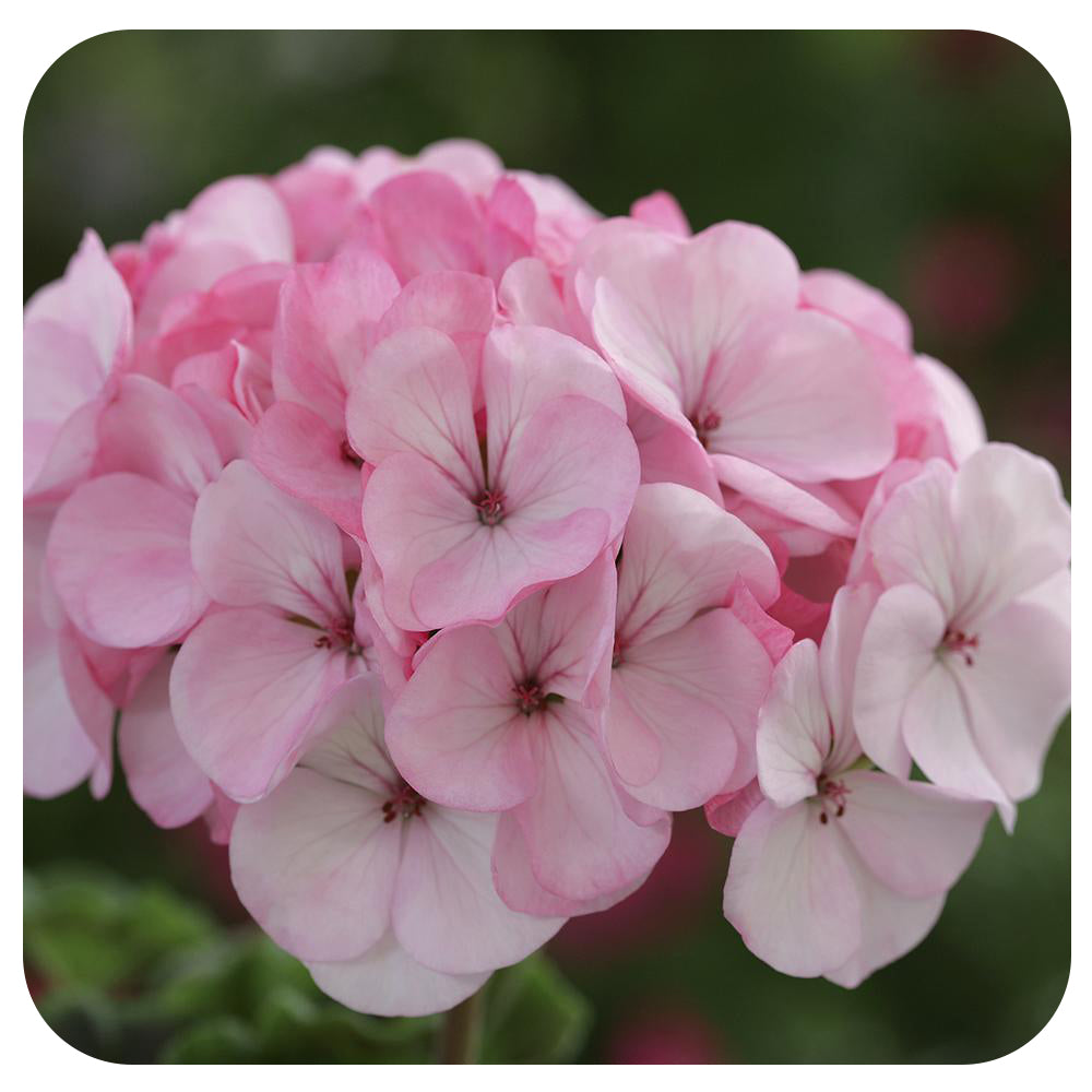 Geranium Hanging Baskets - Soft Pink