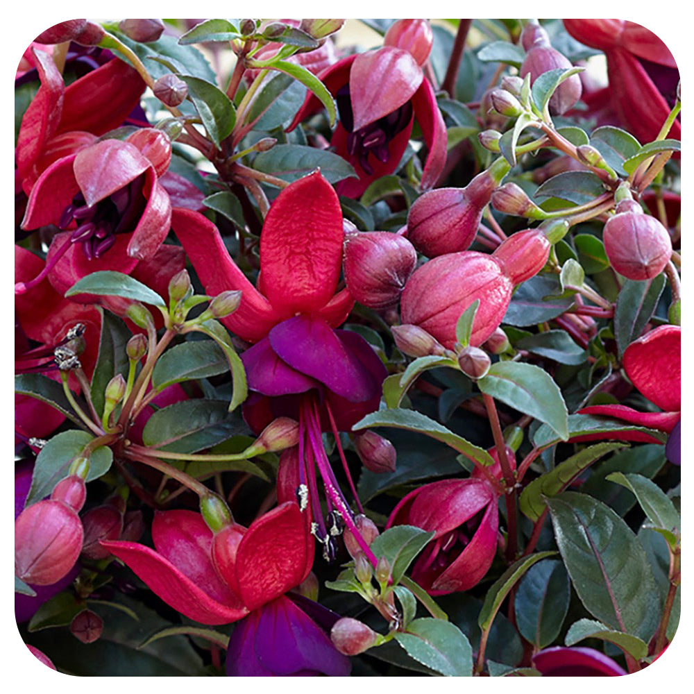 Fuschia sale