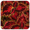 Coleus