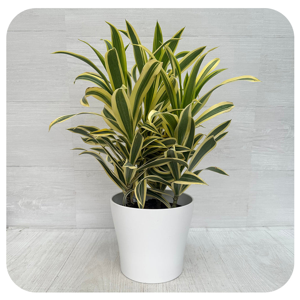 Song of India (Dracaena Reflexa)
