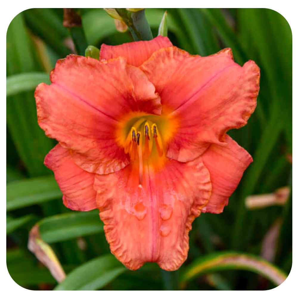 Daylily  - South Seas (Hemerocallis)