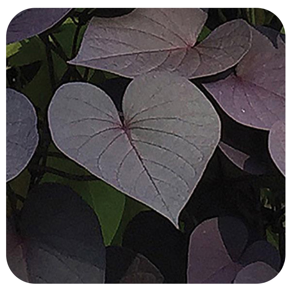 Sweet Potato Vine (Ipomoea)