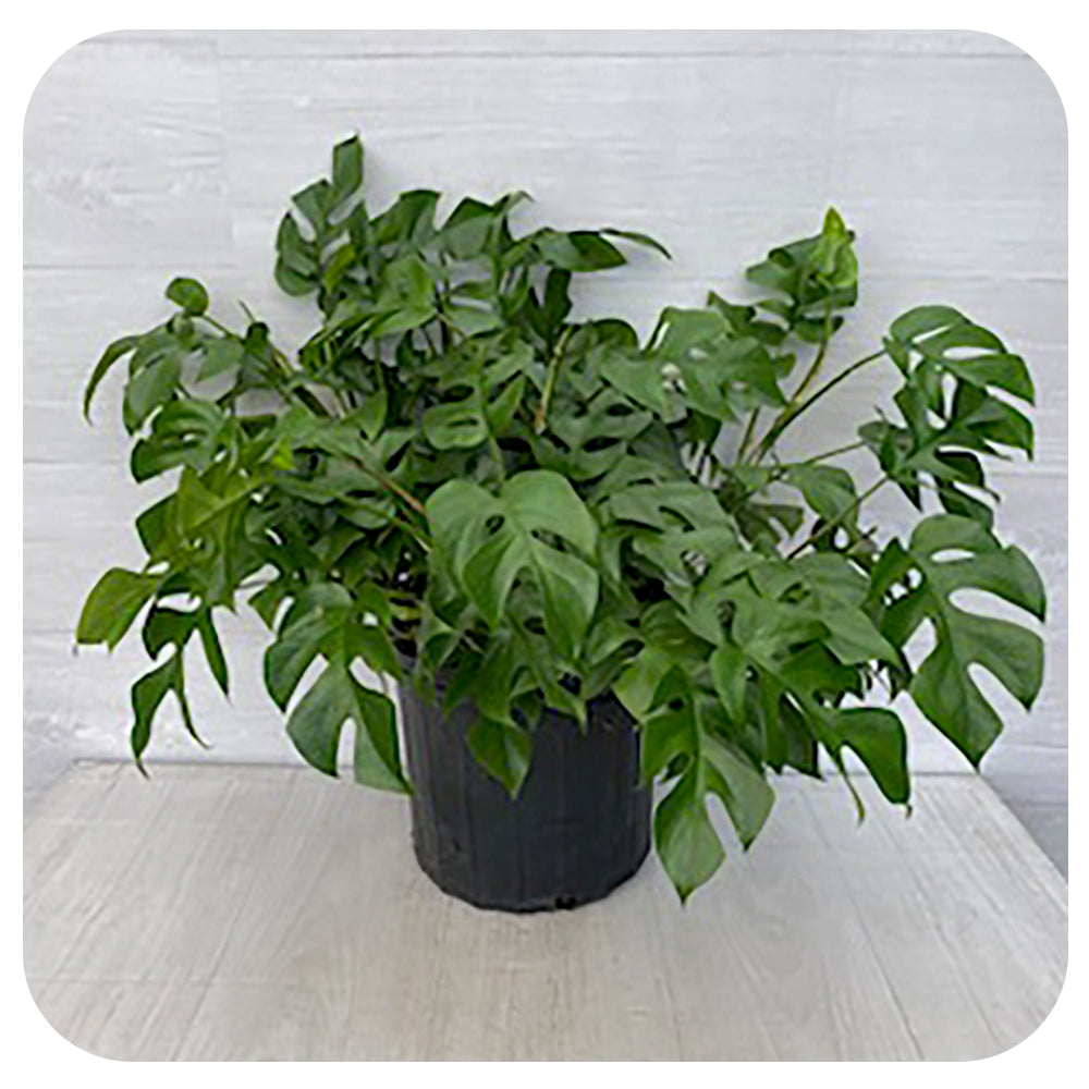 philodendron minima ginny Philodendron Ginny (Rhaphidora Tetrasperma)