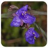 Ohio Spiderwort (Tradescantia ohiensis)