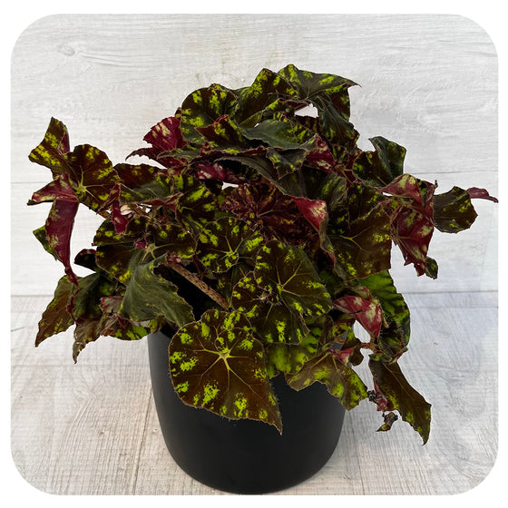 Rex Begonia  - Spotted Bright Green