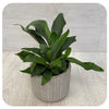 Staghorn Fern