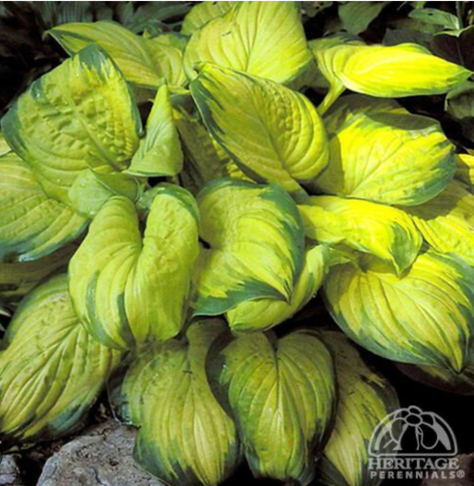 Hosta Stained Glass