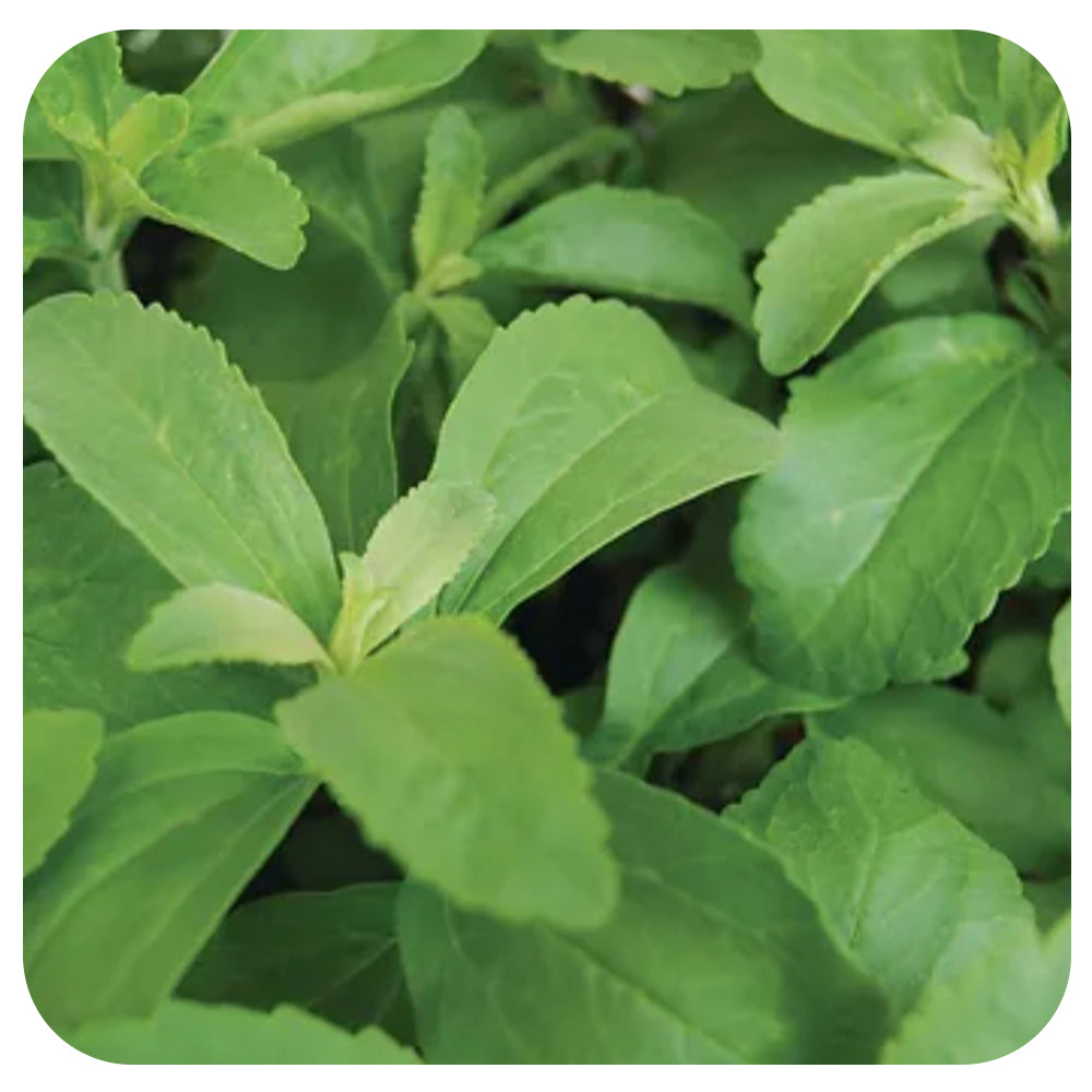 Stevia