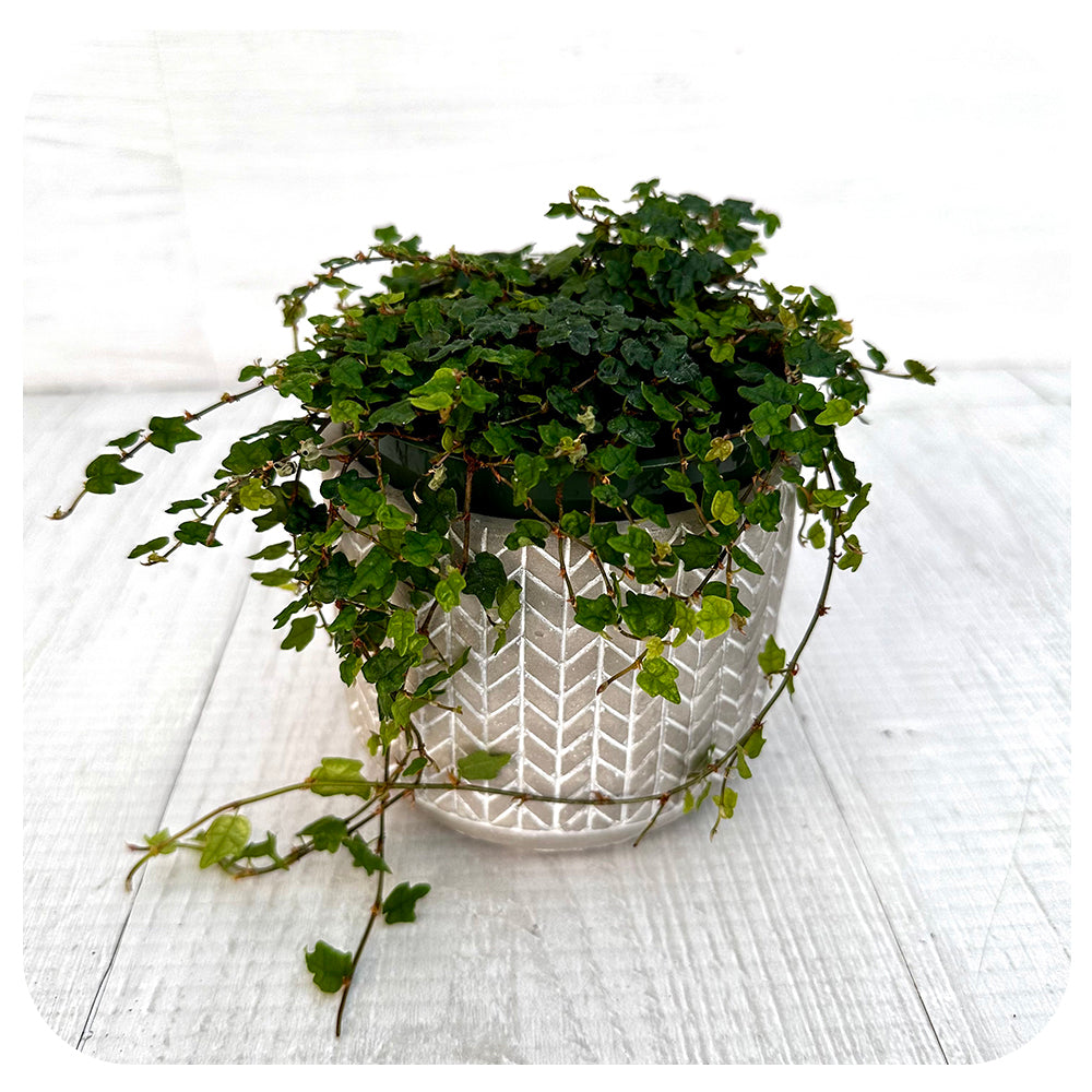 String of Frogs (Ficus pumila quercifolia)